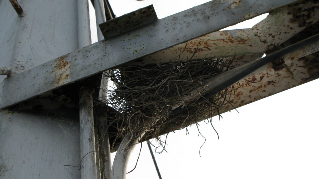 birdsnestonkl.jpg